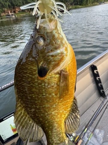 Fish caught on a Chapman Custom Baits lure held beside a boat