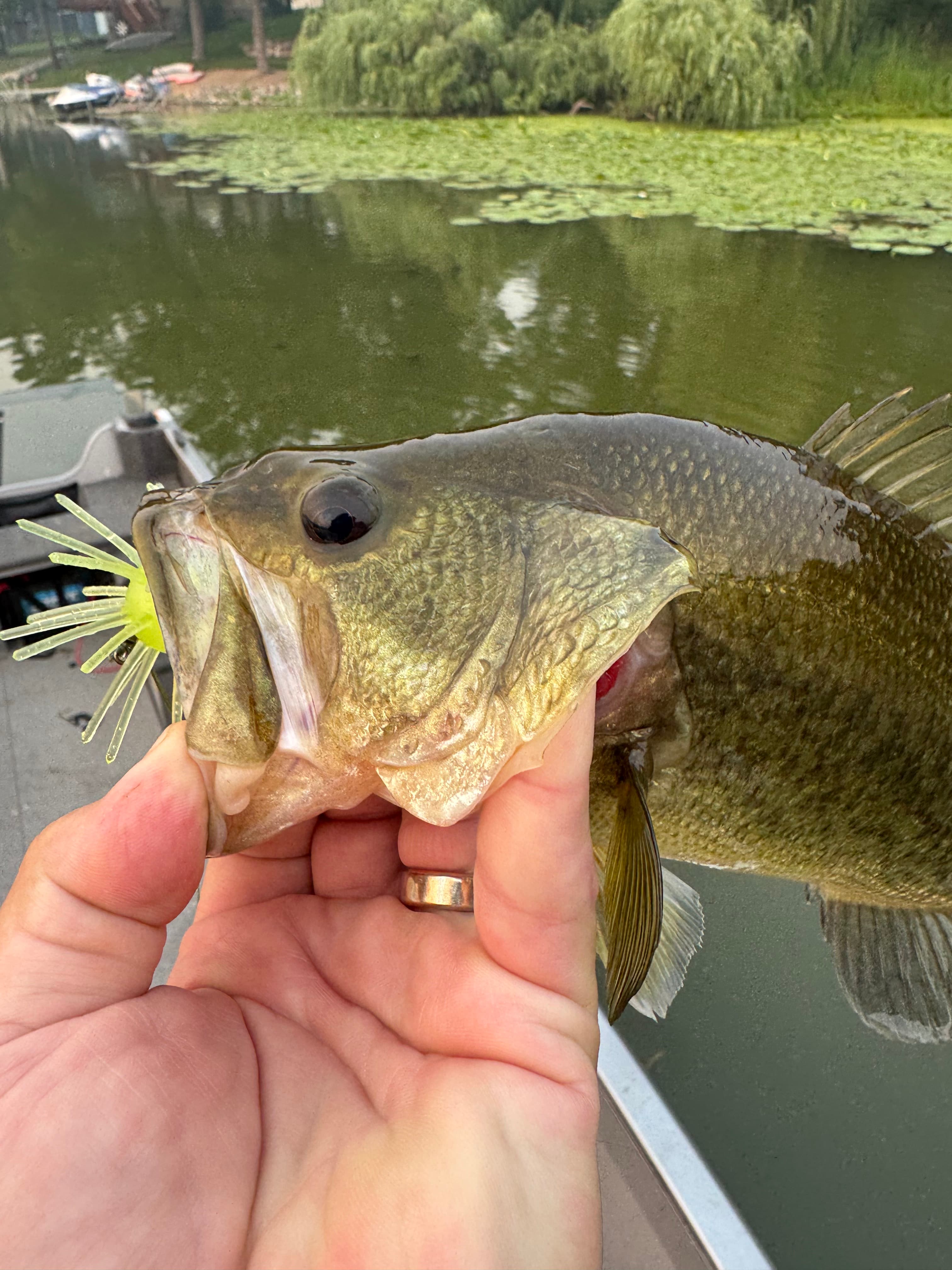 Bass caught on a Chapman Custom Baits lure with the bait visible near the mouth