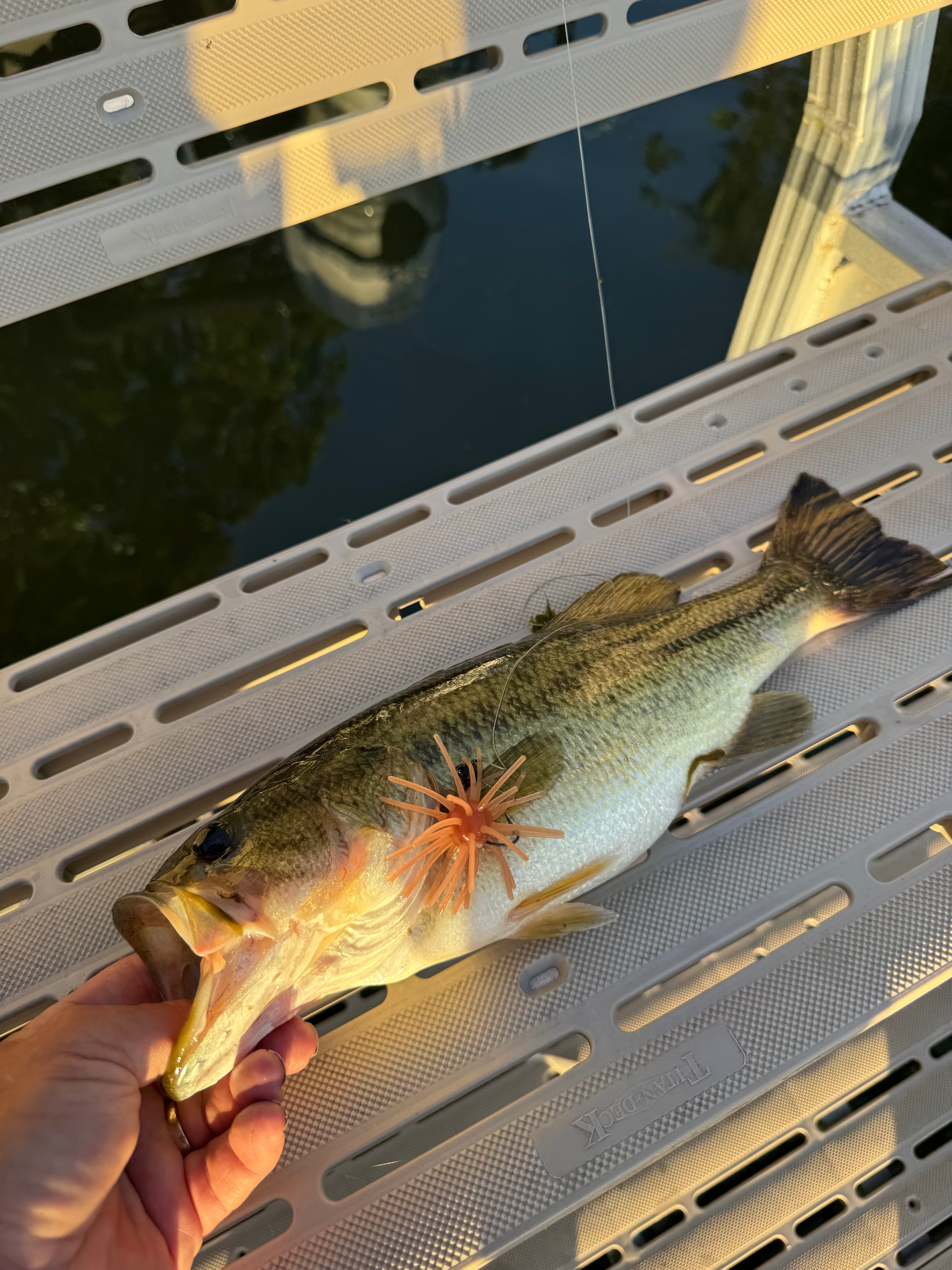 Bass on a dock with a Chapman Custom Baits lure visible on the fish