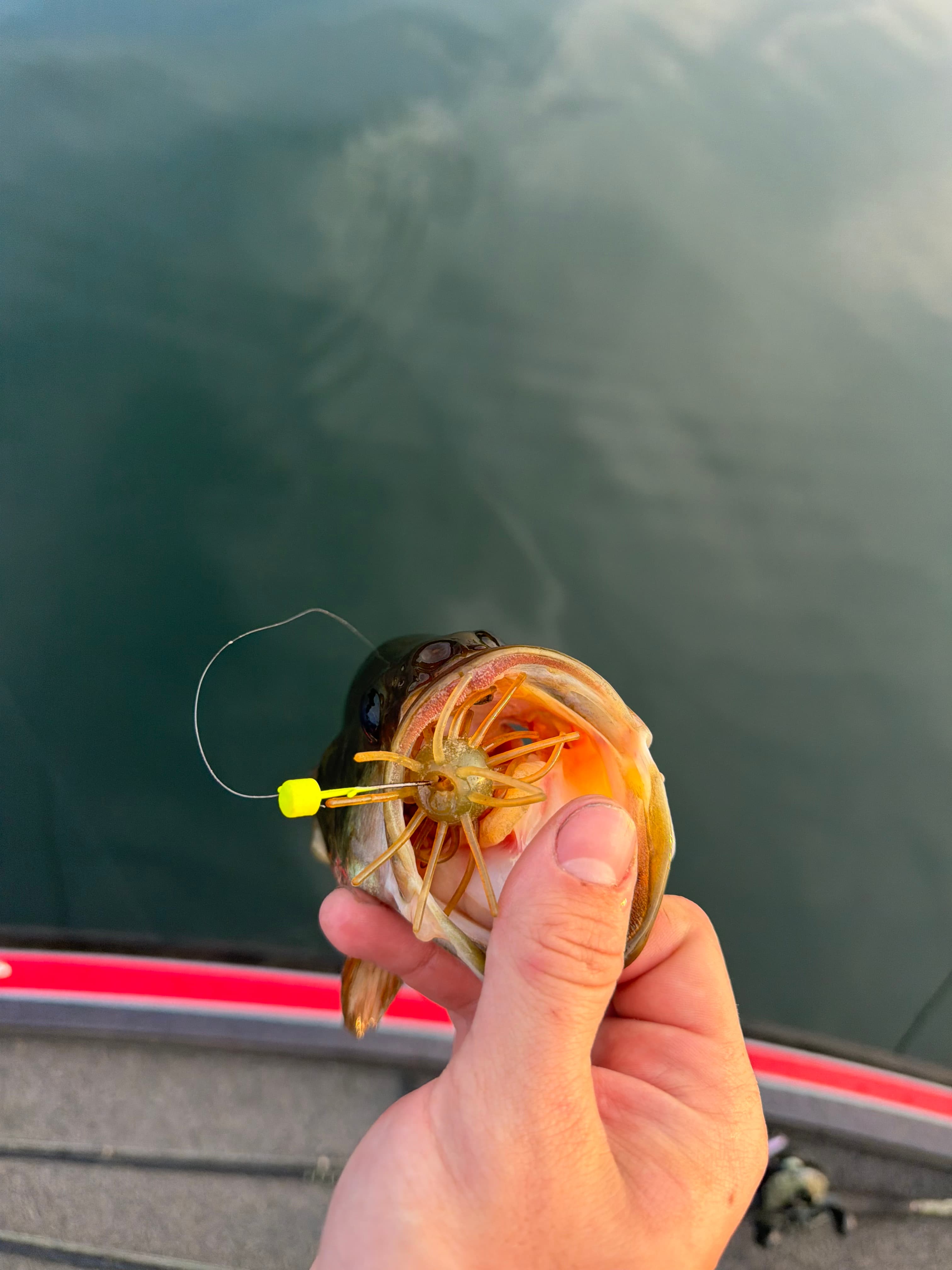 Fish held over water with a Chapman Custom Baits lure in its mouth