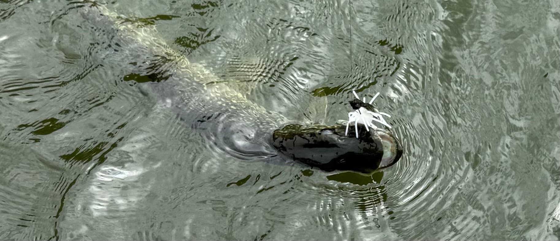 Fish surfacing with a Chapman Custom Baits lure visible at the mouth