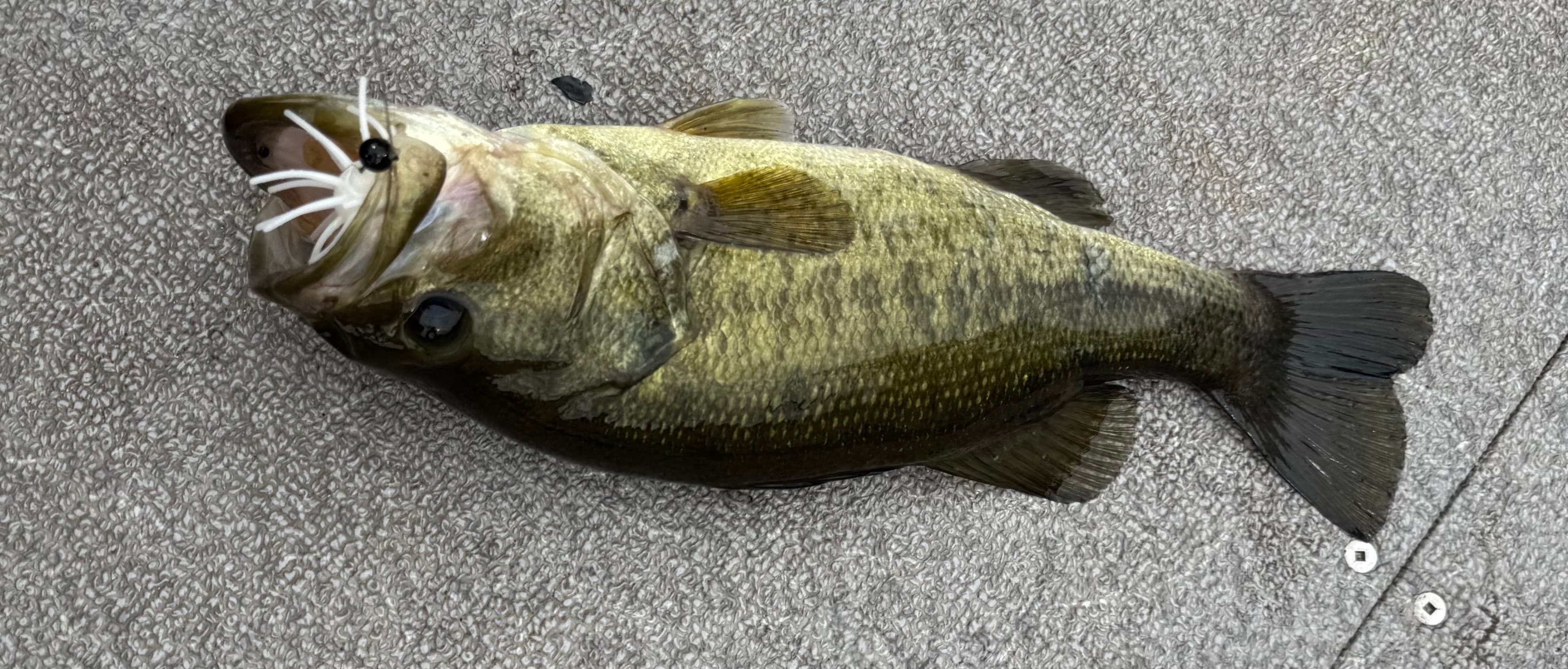 Bass with a white Chapman Custom Baits lure in its mouth