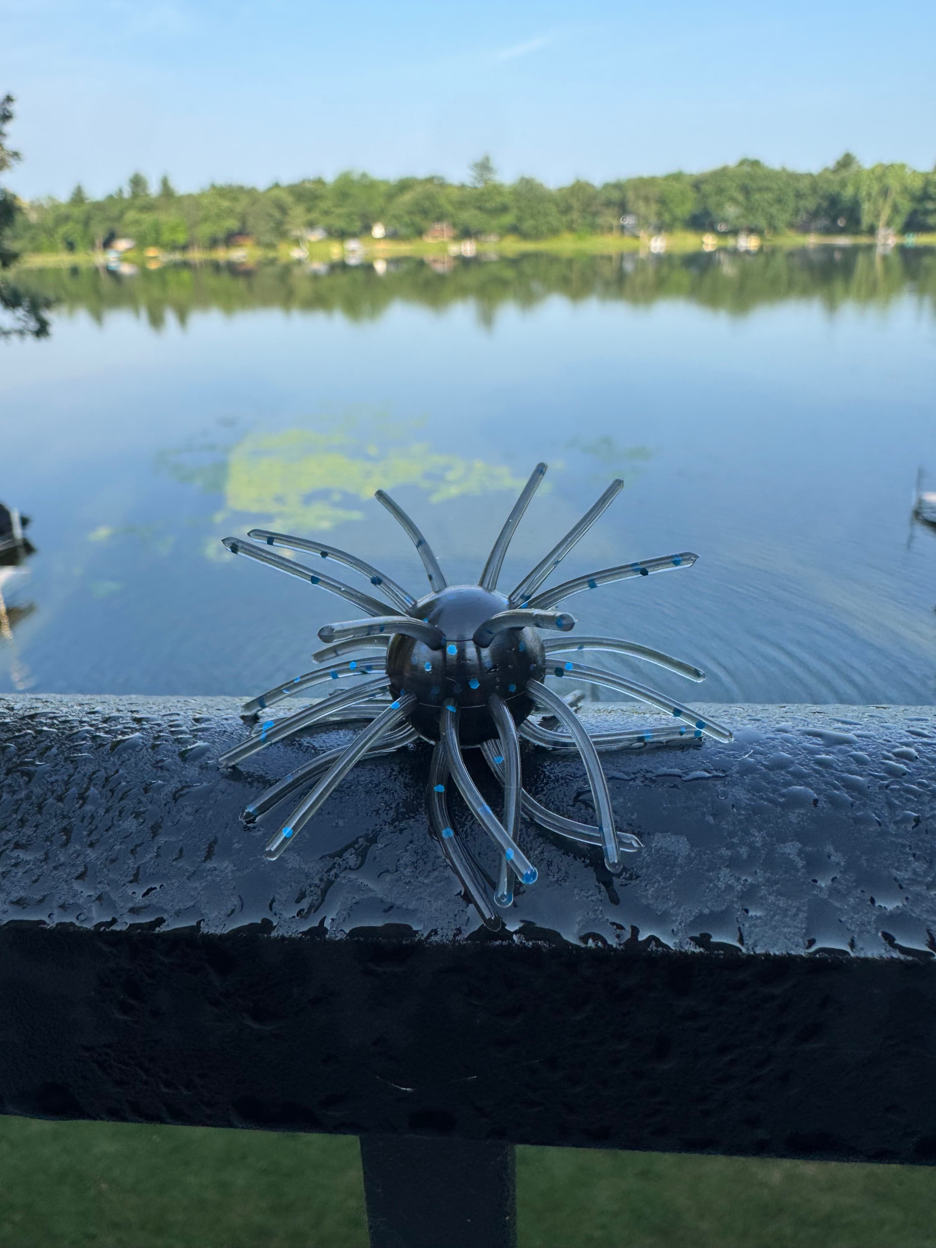 Black Blue Chapman Urchin