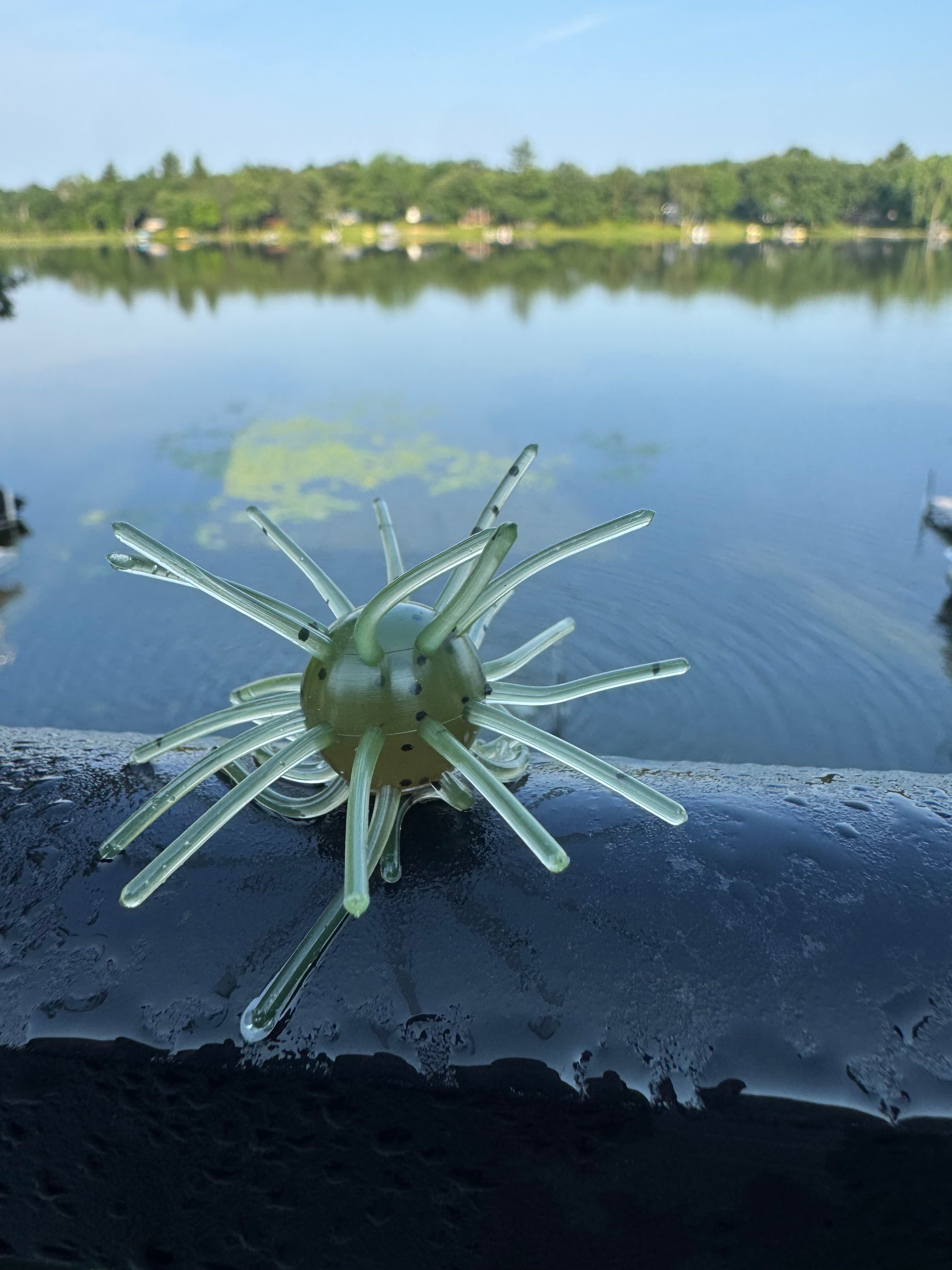 Green Pumpkin Chapman Urchin