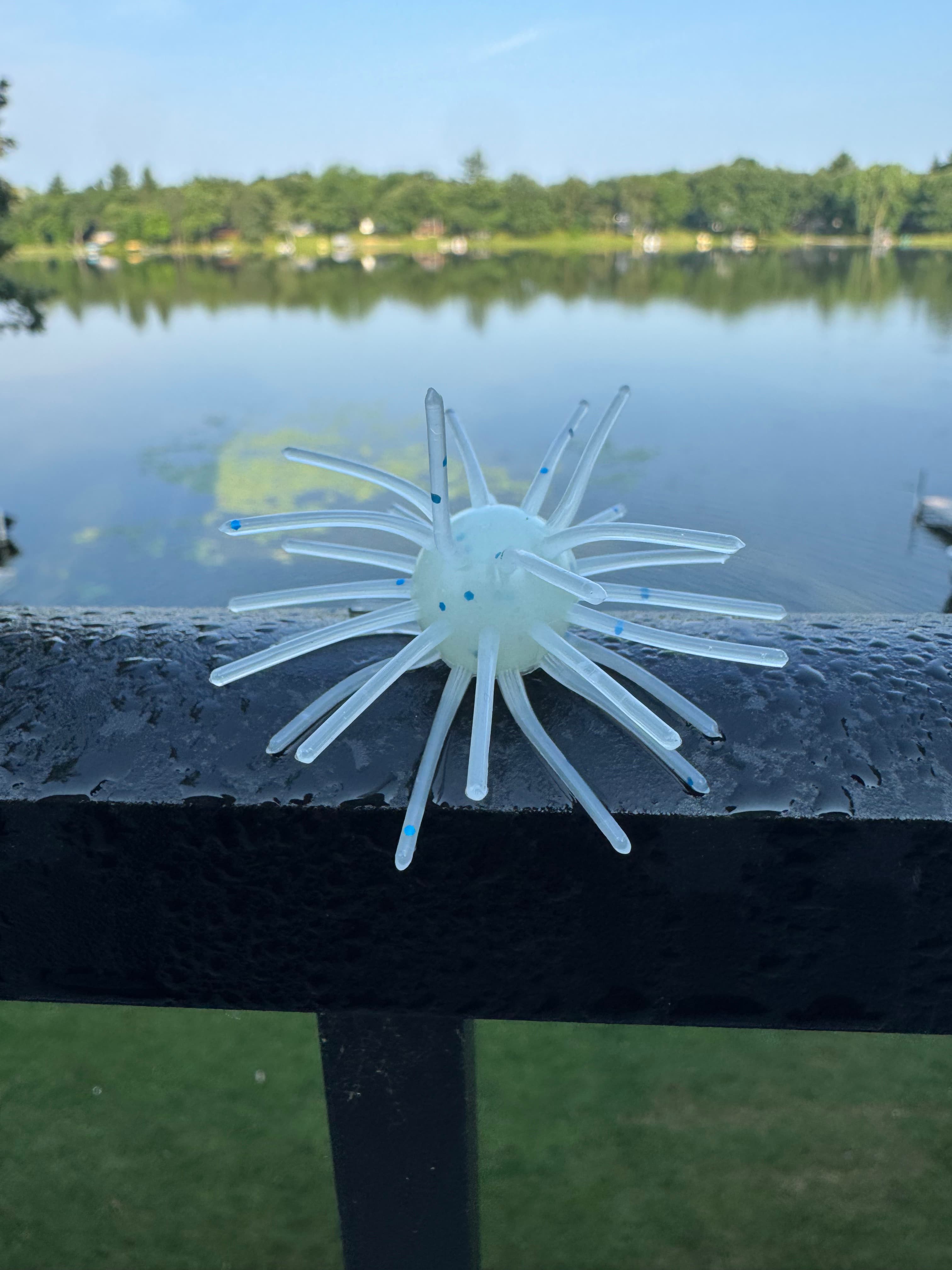White Chapman Urchin